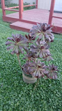 Beautiful Aeonium Succulent Plants