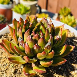 Live Echeveria Korean Succulent in Ceremic pot