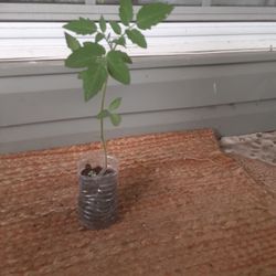 Tomate Plant