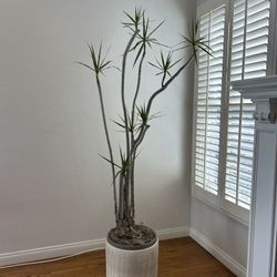 Real Live Sculptural 7’ DRAGON TREE DRACAENA MARGINATA Character  Indoor Houseplant Statement Plant Large 7 Foot 