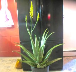Large aloe