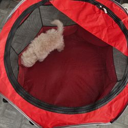 Tent For Dog