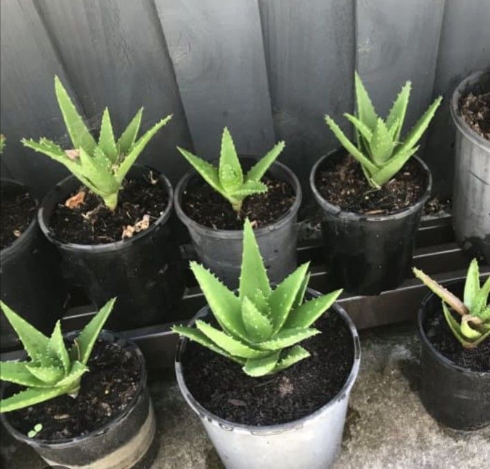 Small Aloe Vera Plant