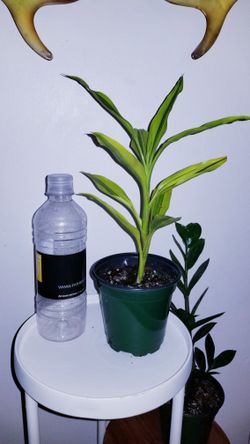 House Plants $8. Each