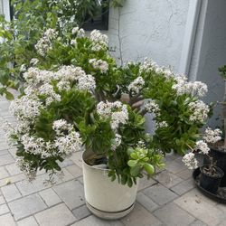 Large Jade Plant. Bonsai like in Nice Large Beige Pot. Over 3 Feet High.  Flowering right now.