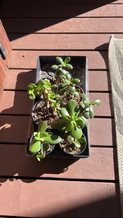 Jade plants