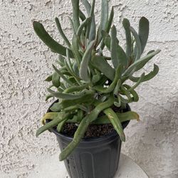 1 Gallon Pot Succulent Plant - Curio Repens - Blue  Chalk Sticks - Rooted & Established - 🪴- Drought Resistant 