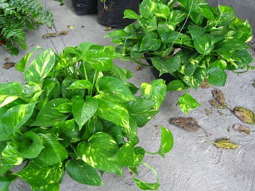 Plantas Romeo y Julieta $25 cada una