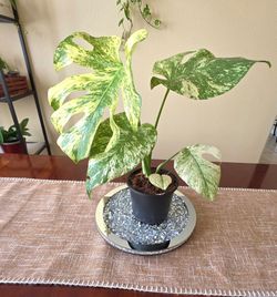 💚🤍🌿Monstera Mint 🤍💚