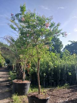 Crape Myrtle Trees 12-14ft $330
