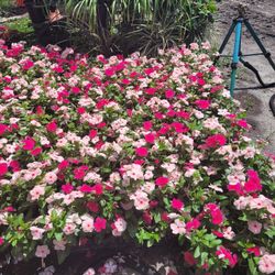 Annuals Plants 🌺🌼