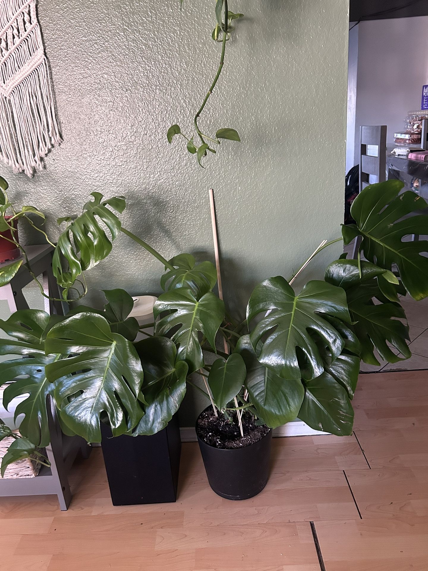 Monstera Plant