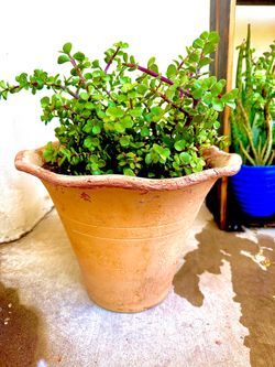 Beautiful elephant food plants in terra-cotta  pot