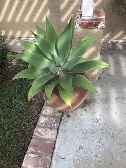 Blue agave with pot