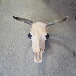 Large Bull Skull With Teeth