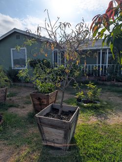 Almond tree. Big well-established in beautiful planter box