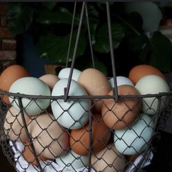 A Dozen Fresh Eggs 