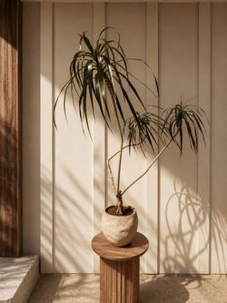 Sculptural Dracaena Plant