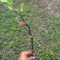 Euphorbia tithymaloides