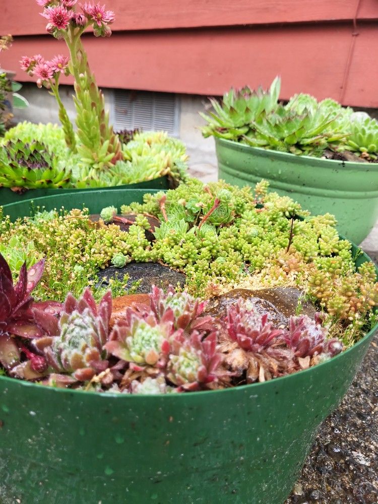 Mini SEDUM Garden(s)