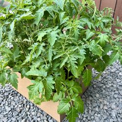 Organic Tomato Plants