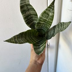 Snake plant