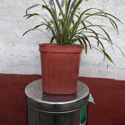 Variegated Liriope Plant 