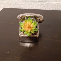 Decorative Succulent 