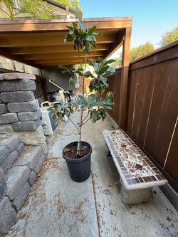 Magnolia Tree