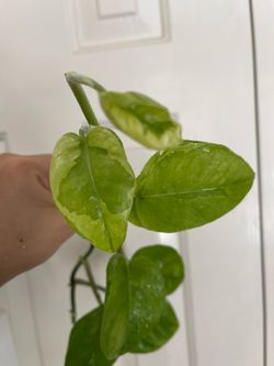 Global green Pothos plant CUTTING