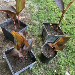 Canna Lilies In Big Pots (purplish With A Pinkish Flowers)