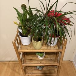 Plant Stand