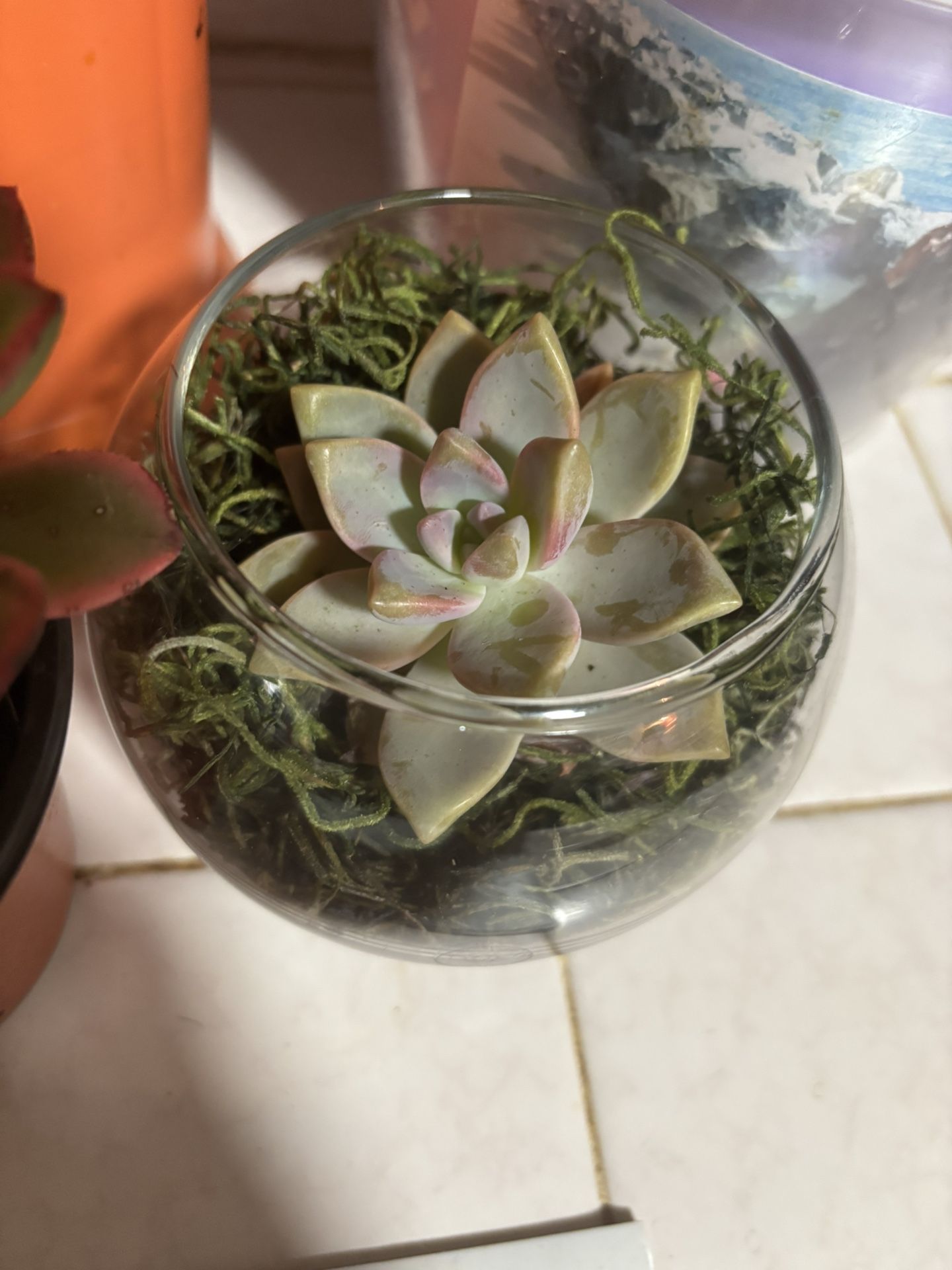 Small Succulents