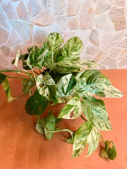 Epi Glacier Plant - 6inch