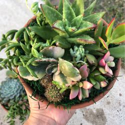 Succulent Arrangement