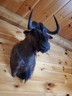 Wildebeest Shoulder Mounts