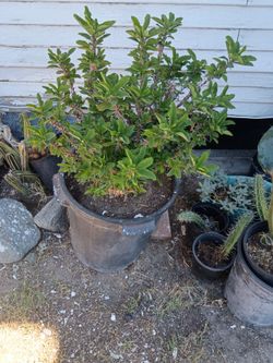 Crown of Thorne succulent plant