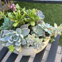 Assorted Succulent Plants 