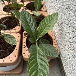 Loquat Plant