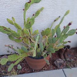 Cactus Plants for Sale