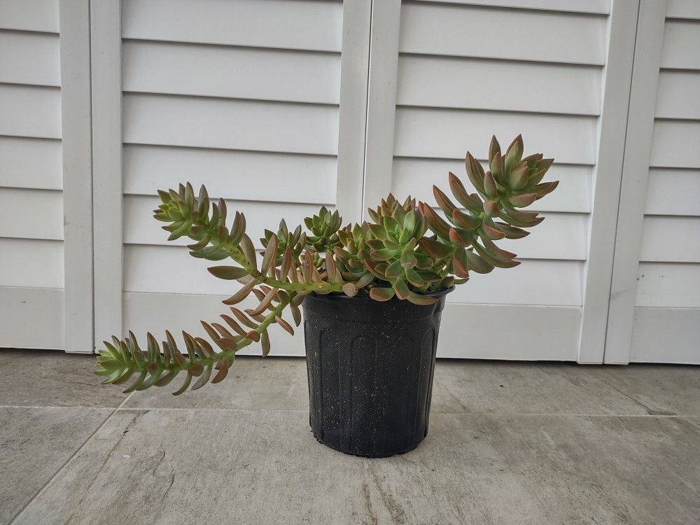 California Sunset Succulent, Live Plant, Graptosedum Purple, Indoor/Outdoor Succulent Plant