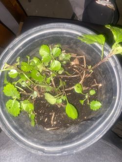 Plant