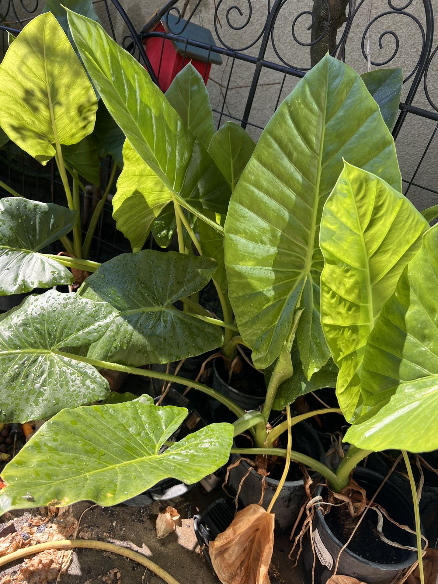 plant De Horejas De Elephants