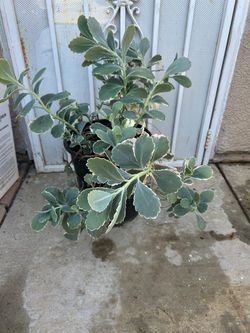 Suculenta