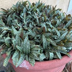 Silver squill/Leopard Lilly