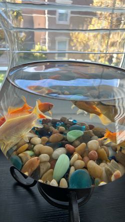 Small aquarium