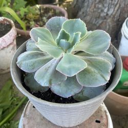 Suculent Plant For Garden Firm $8