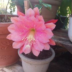 Cactus Orchid
