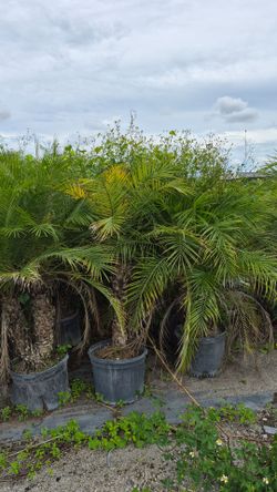 Robollinis Palms About 5 feet Tall
