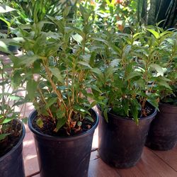 Herb,Vietnamese  coriander Plant 1 gallon Pot 